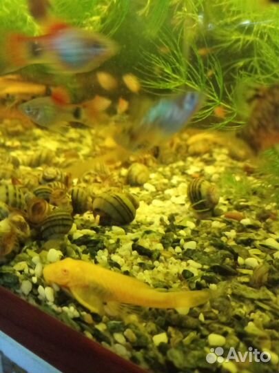 Гуппи, пецилии, спикси, анциструс