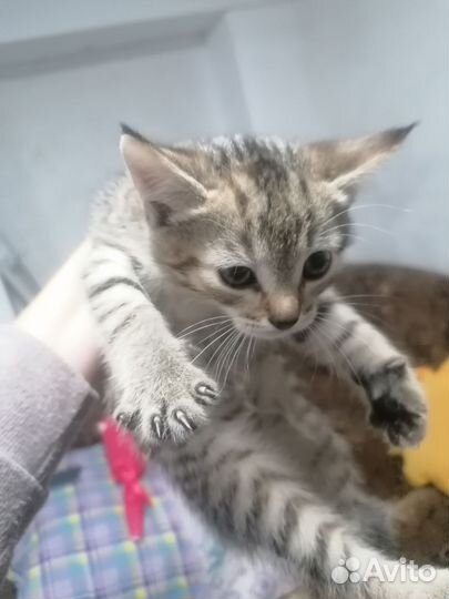 Кошка в дар