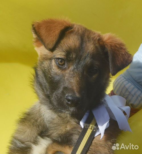 Собака. Возраст 8 месяцев