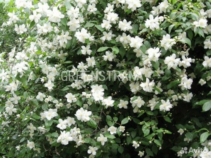 Чубушник венечный Манто Дермин
