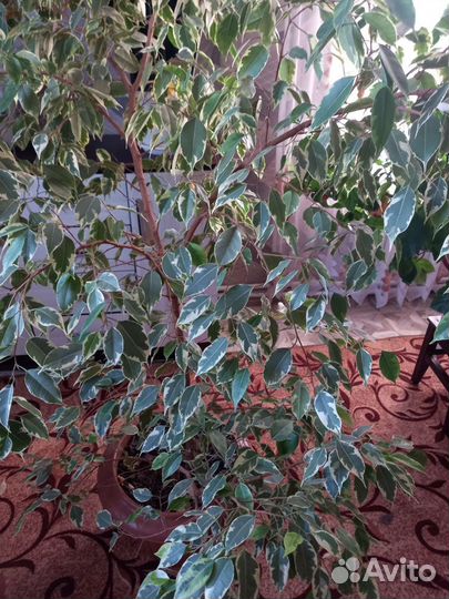 Фикус бенджамина большой