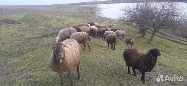 Курдючные бараны овцы