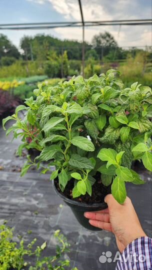 Гортензия пильчатая 