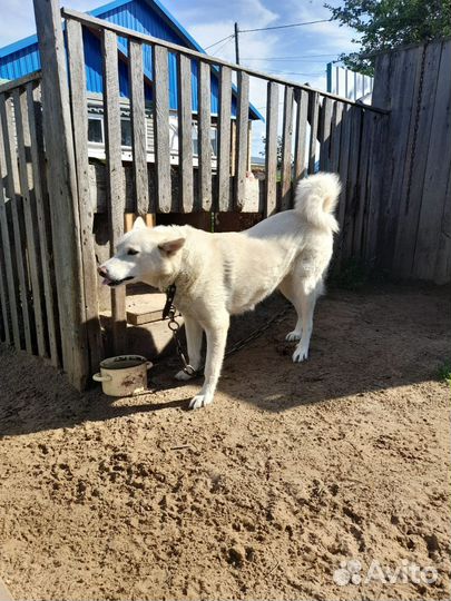 Случка Лайки (девочка)