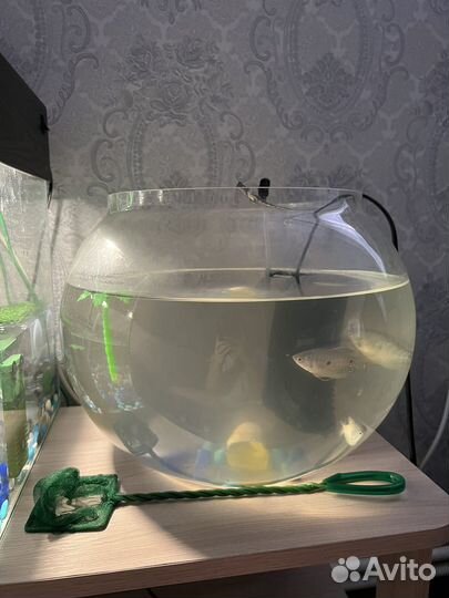 Рыбки с аквариумом и фильтром