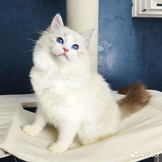 Milady, малышка рэгдолл, родословная