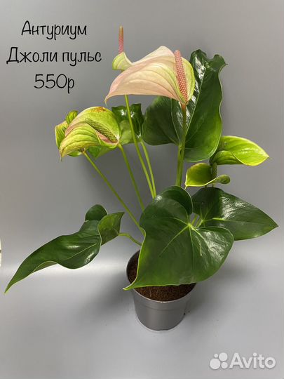Антуриум джоли пульс