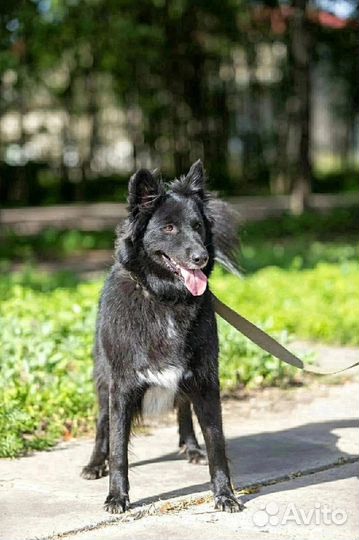 Отдам собаку