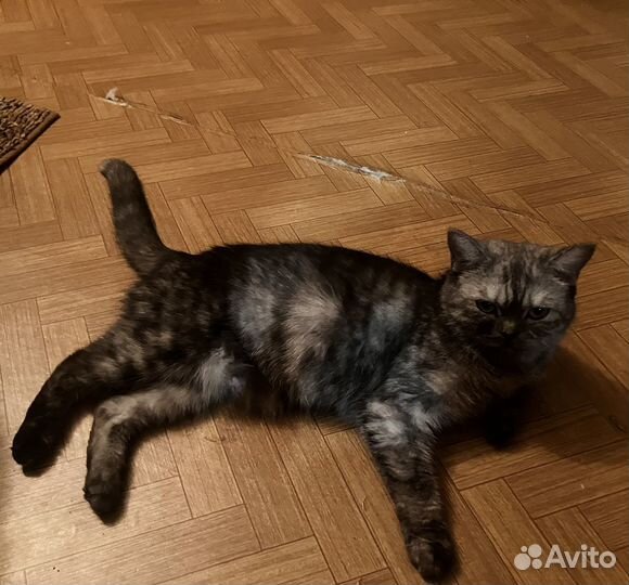 Продам котёнка