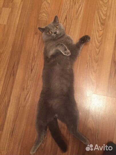 Британец вязка