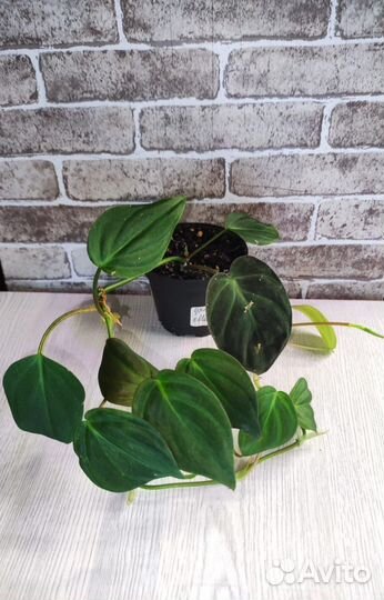 Комнатные растения 16