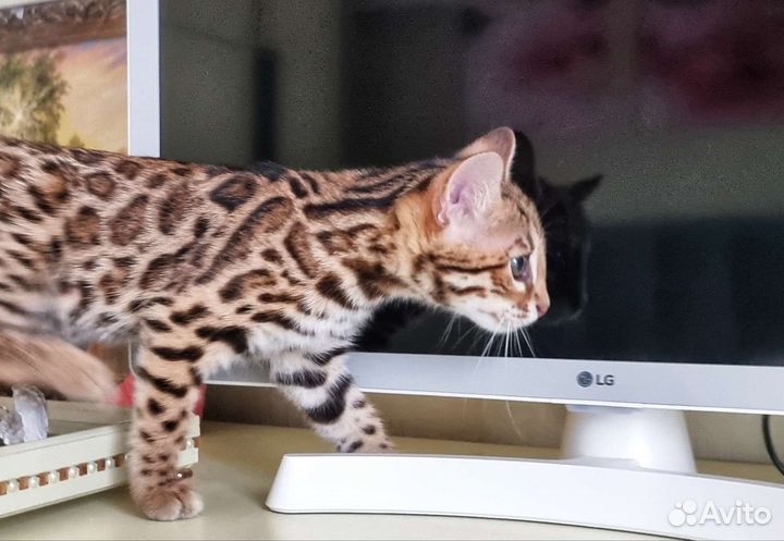 Ф1 азиатский леопард