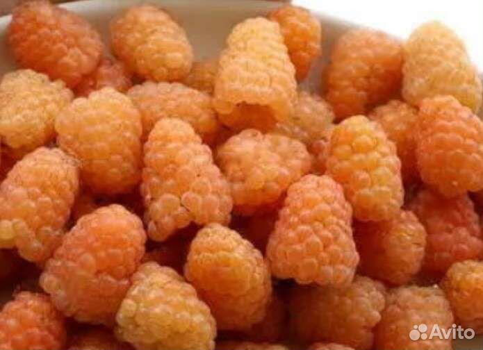 Рассада саженцы и цветы