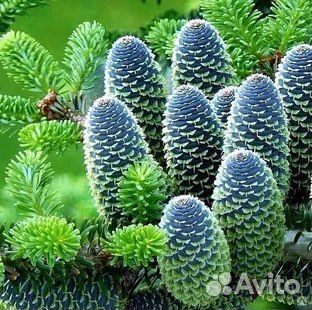 Пихта Корейская