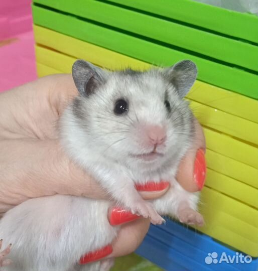 Сирийские,джунгарские хомяки(выбор клеток)
