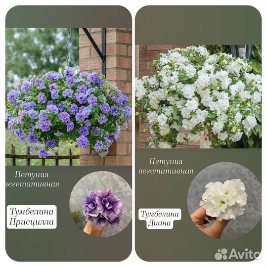 Петуния ампельная