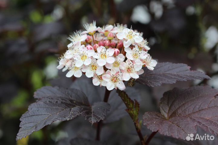 Растения Пузыреплодник калинолистный Диабло