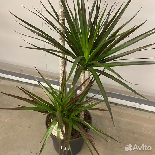 Драцена Маргината Маджента 3 ствола