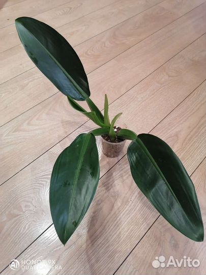 Филодендрон Мартианум