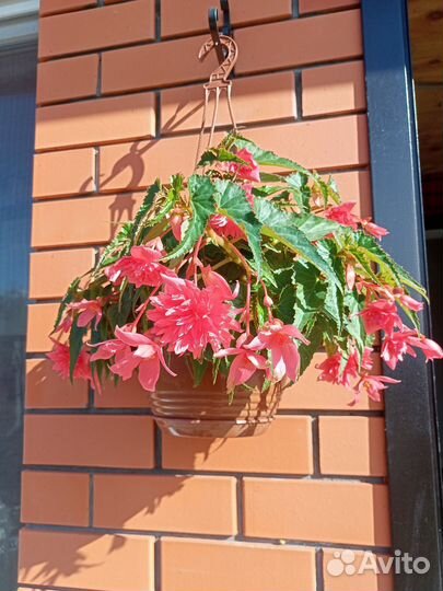 Бегония беллекония