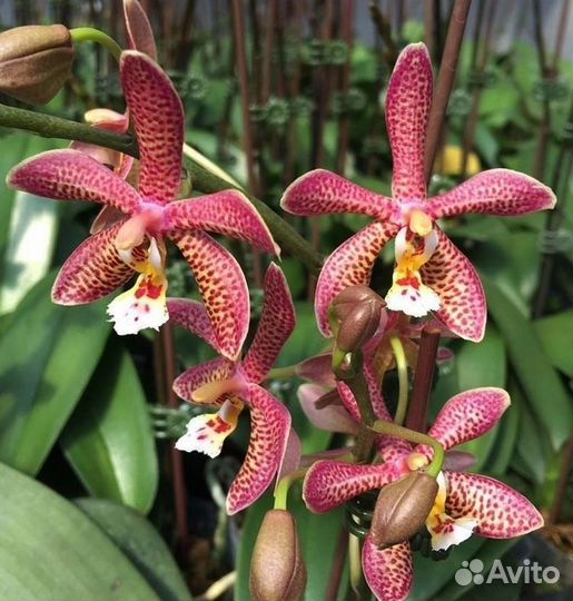 Фаленопсис P.Jiaho Pink Girl X mannii black