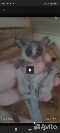 Домашнее животное