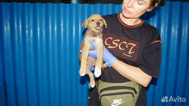 Щенок в добрые руки бесплатно