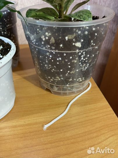 Фикус шривериана, фикус экзотика