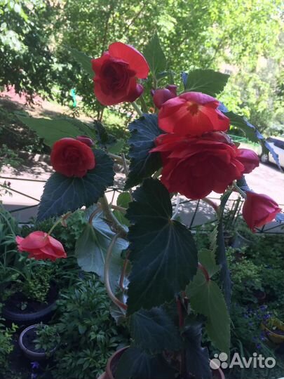 Бегония махровая