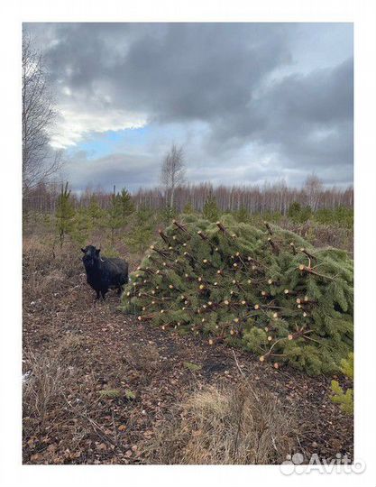 Сосна, ель, пихта, лапник