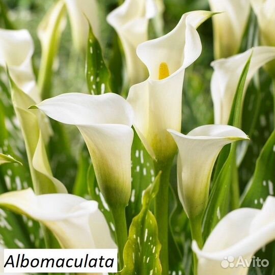 Каллы в горшке