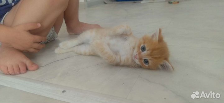 Рыжий котенок в добрые руки
