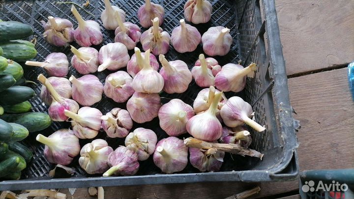 Яровой чеснок