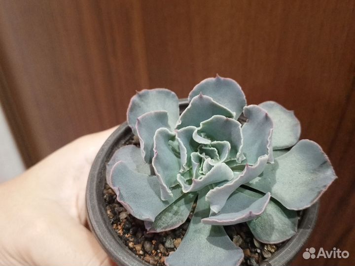 Суккуленты