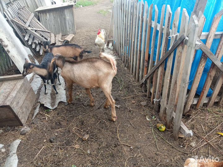 Козлята, 2,5 месяцев от роду. 3 штуки. 1 коз6 м
