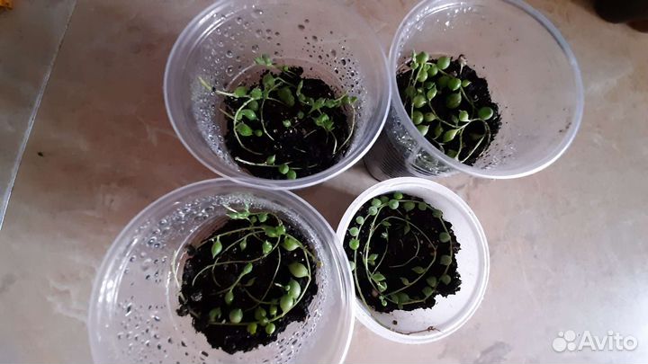 Крестовник Роули