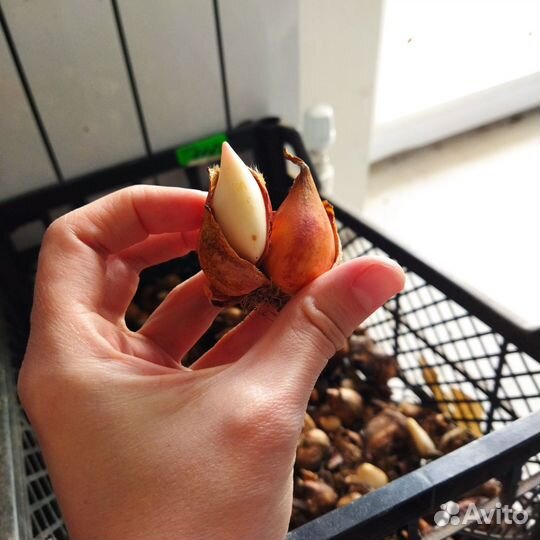 Луковицы тюльпанов