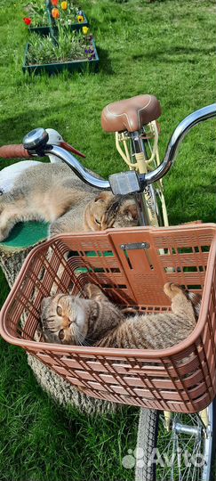 Велосипед дамский