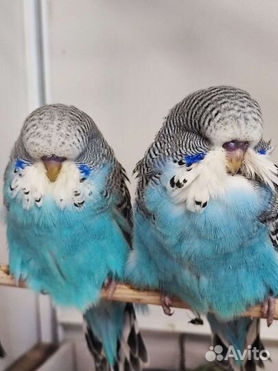 Птенцы ручного говорящего попугайя ввп Чех