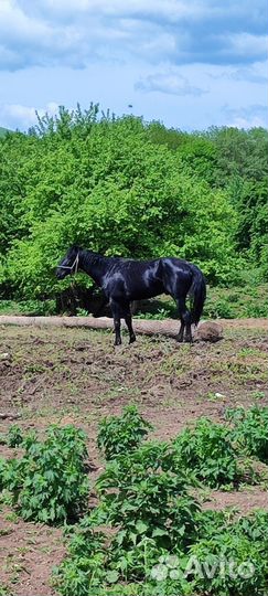 Продажа лошадей