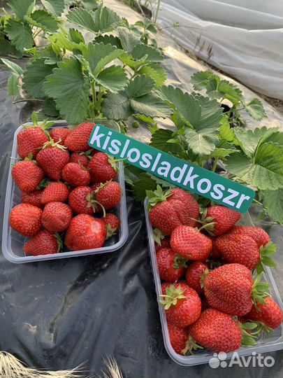 Рассада клубники