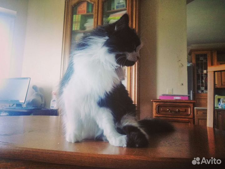 Добрая 3-х лапая кошка ищет нового друга