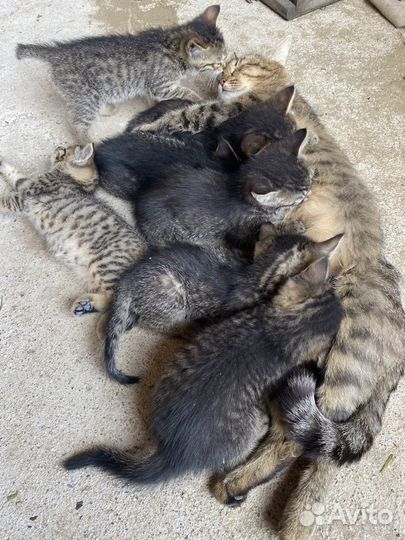 Котята в добрые руки бесплатно