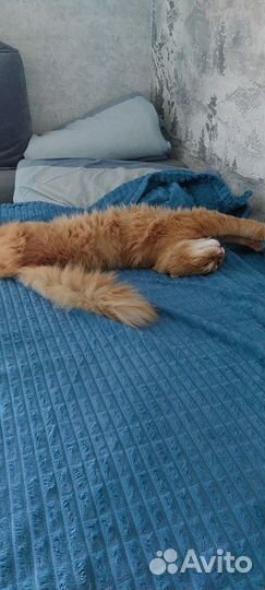 Шотландский кот на вязку