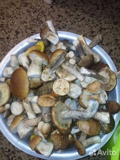 Ведро грибов