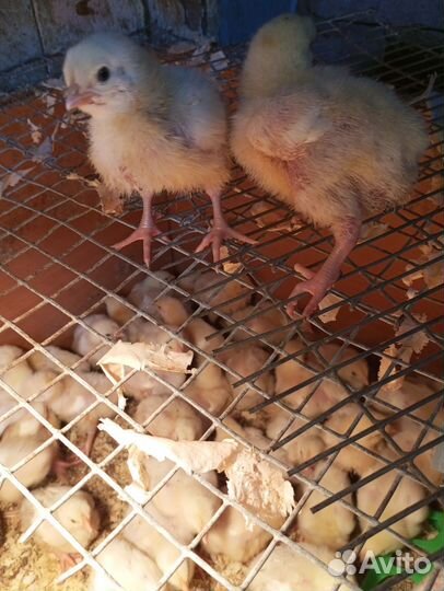 Цыплята бройлер