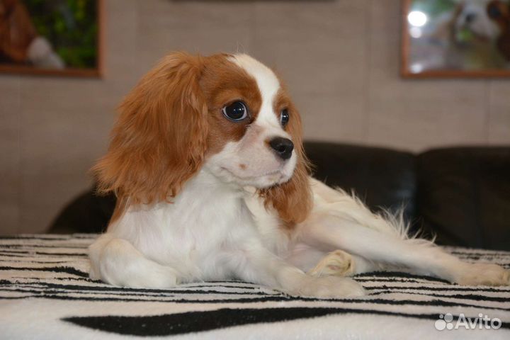 Кавалер Кинг Чарльз Спаниель подрощенные щенки