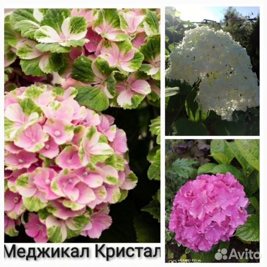 Клематисы, Гортензии, гибискус,сирень