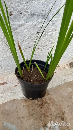 Саженцы водного ириса жёлтого