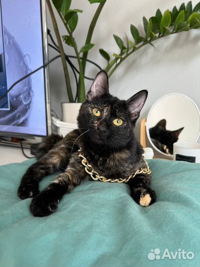 Отдам котенка